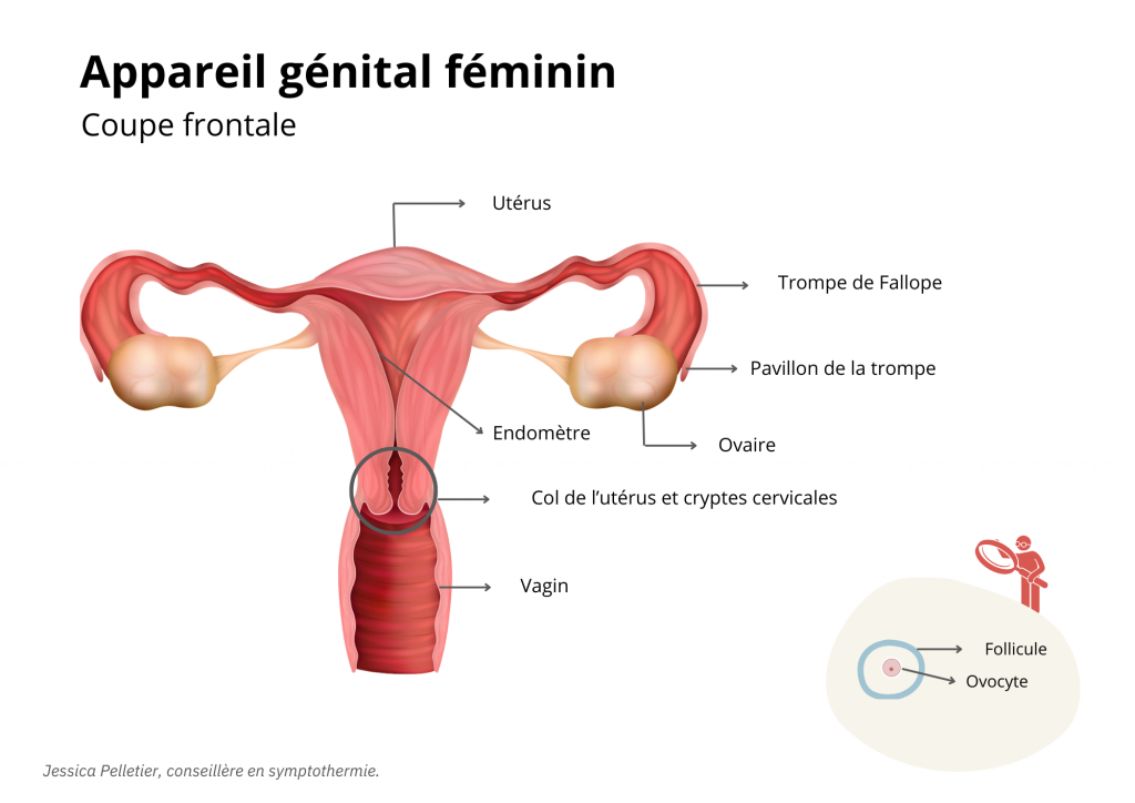 cycle menstrual